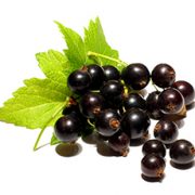 currant1